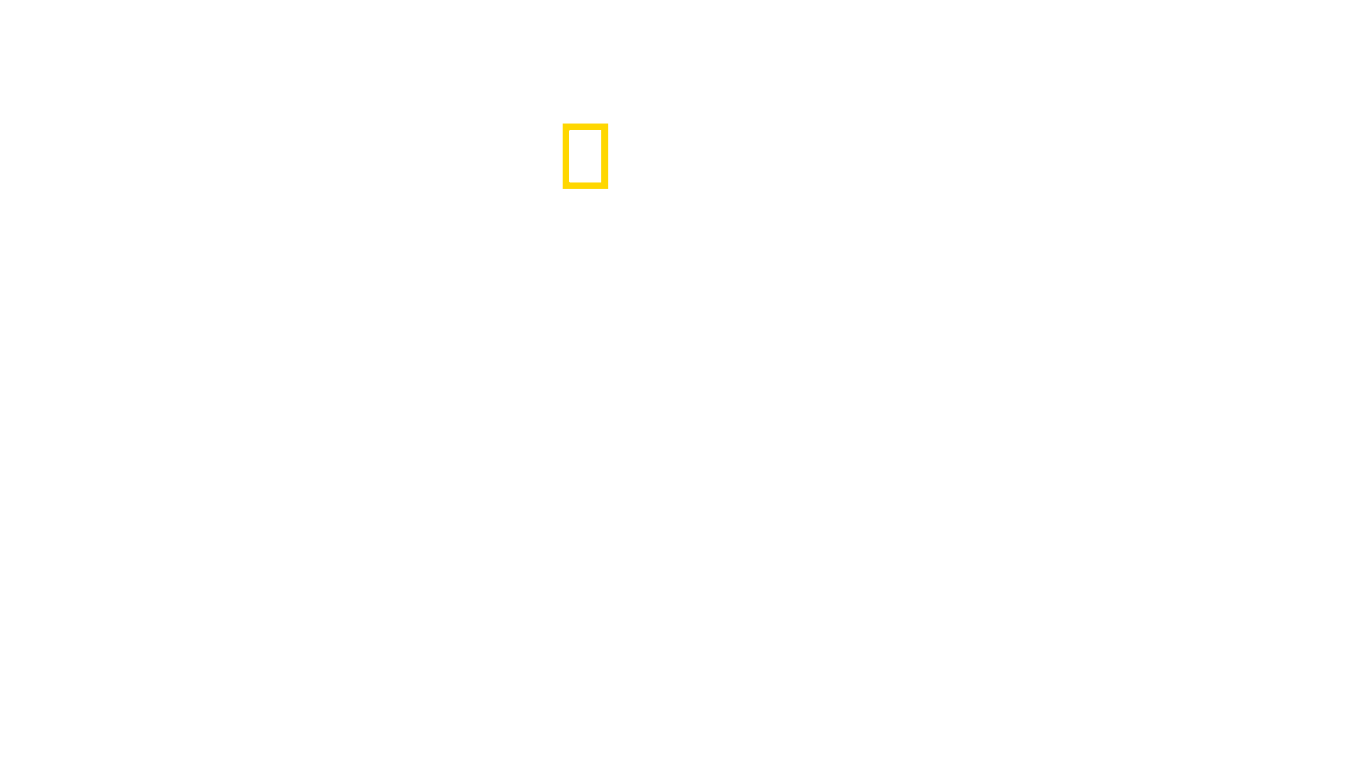 Winged Seduction: Birds of Paradise