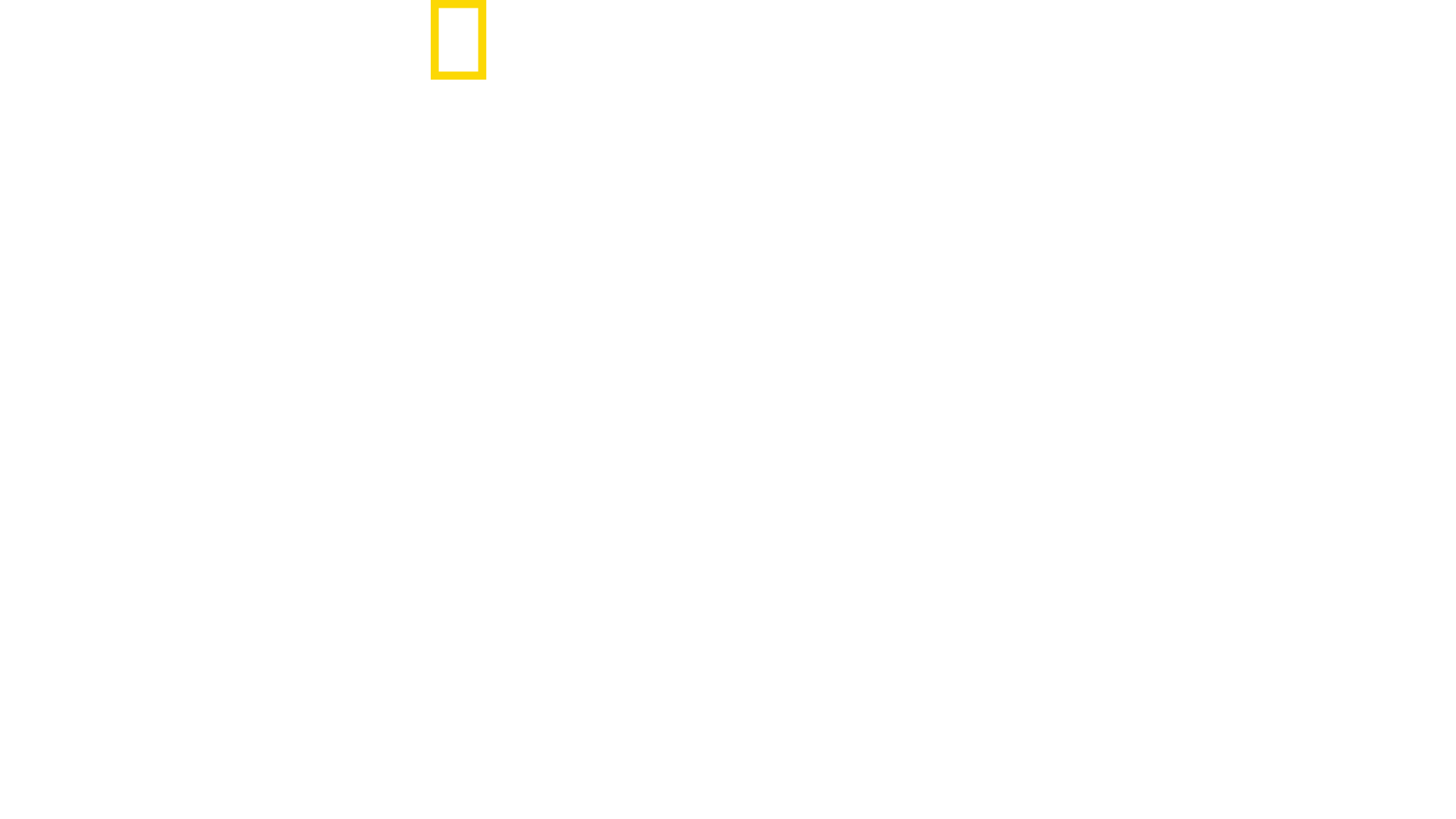 Orca vs. Great White