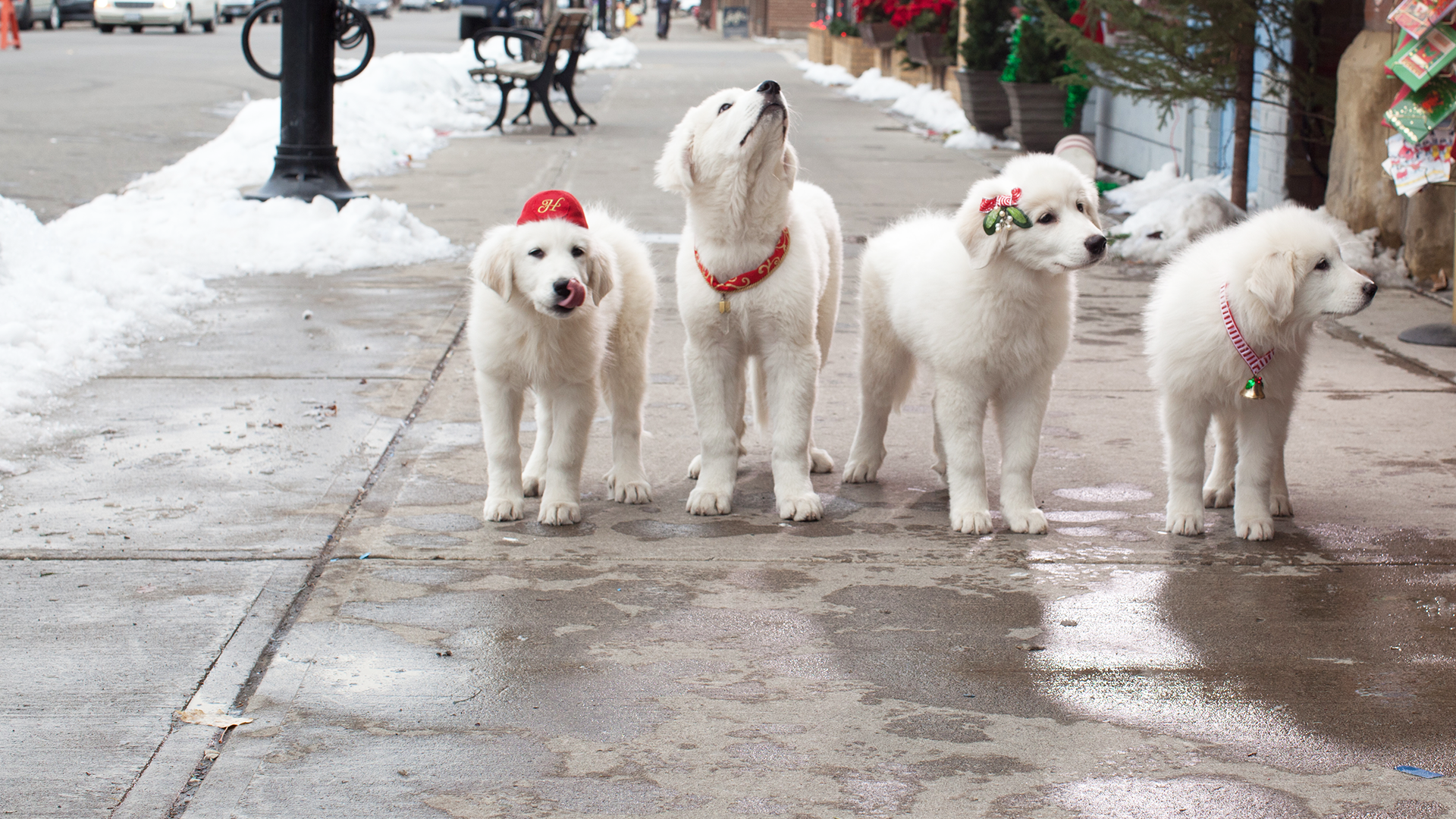 Santa Paws 2: The Santa Pups