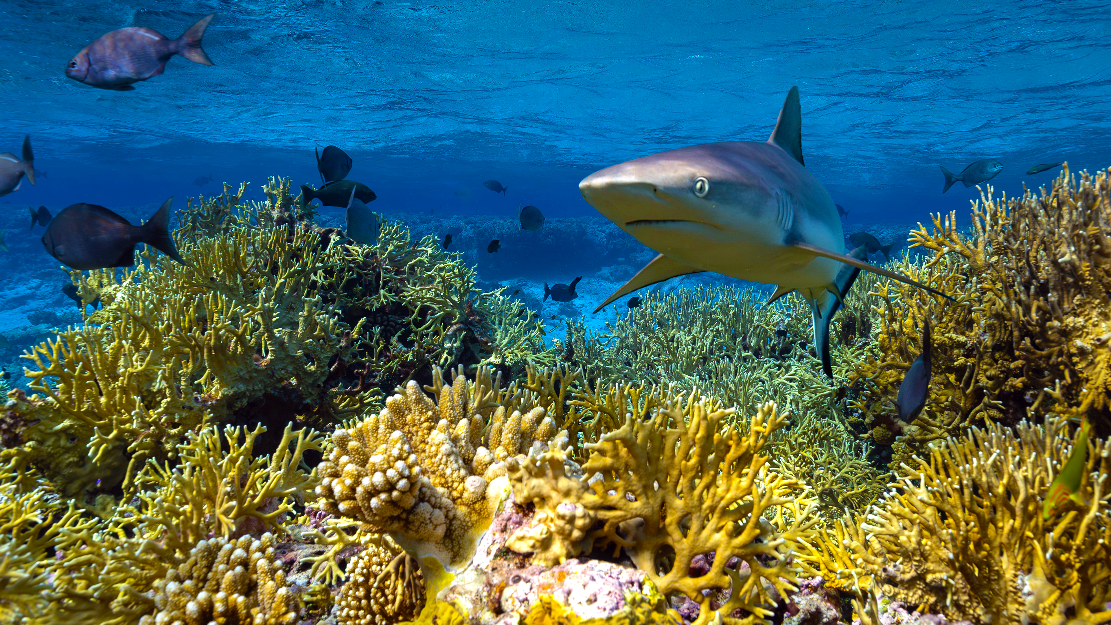 Protecting Paradise: The Story of Niue