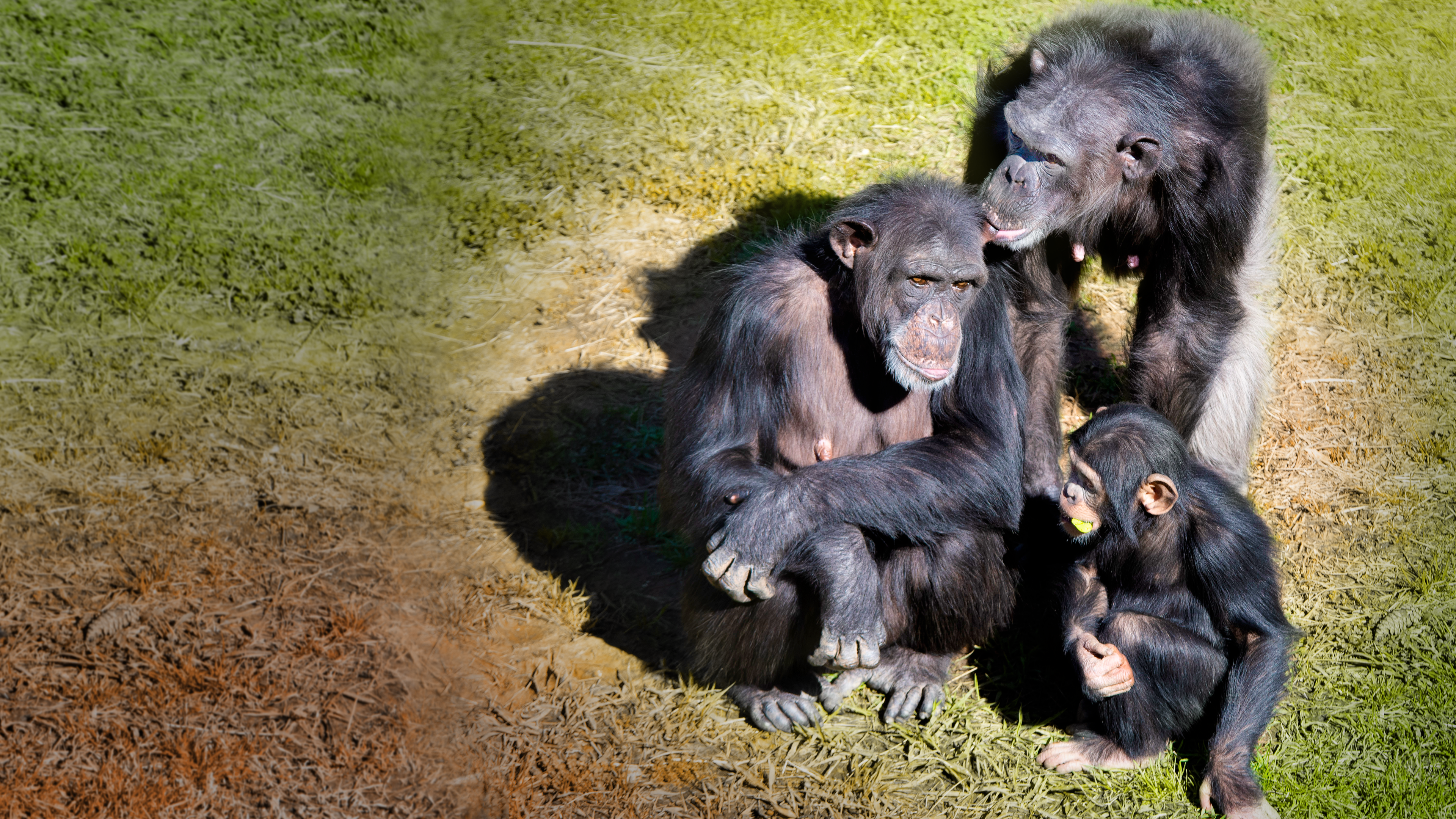 Meet The Chimps