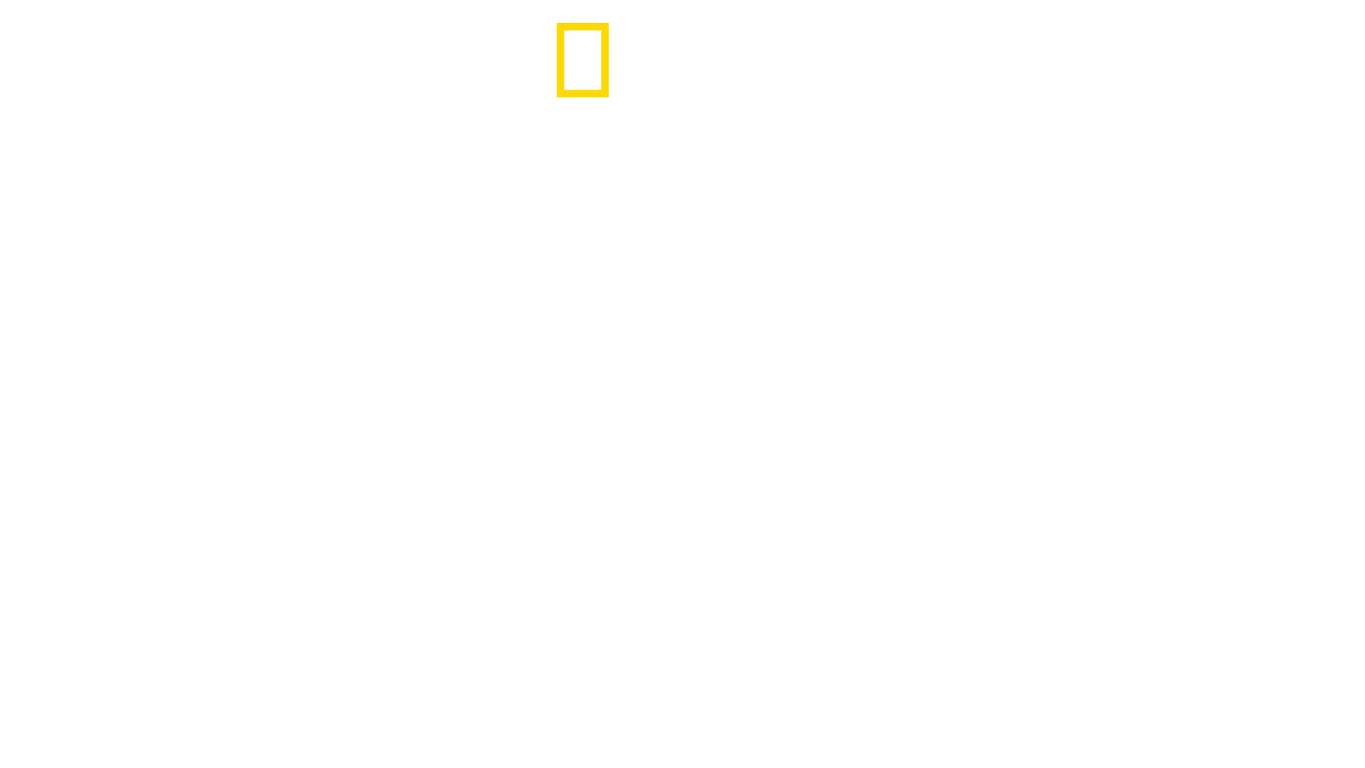 Sharks vs. Dolphins: Blood Battle