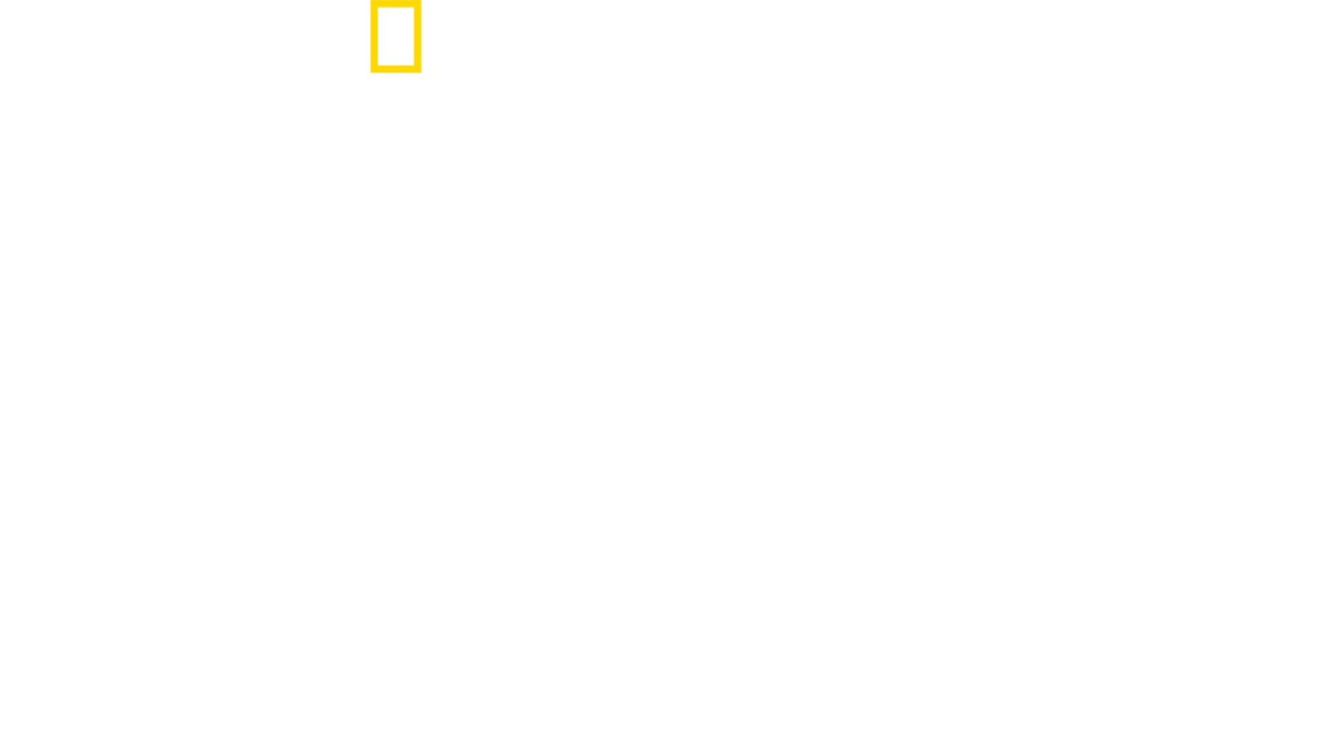 Shark vs. Whale