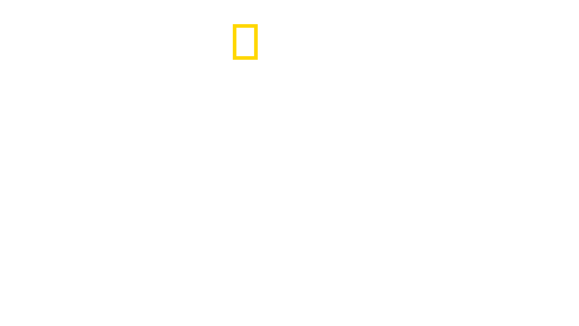 Wild Yellowstone