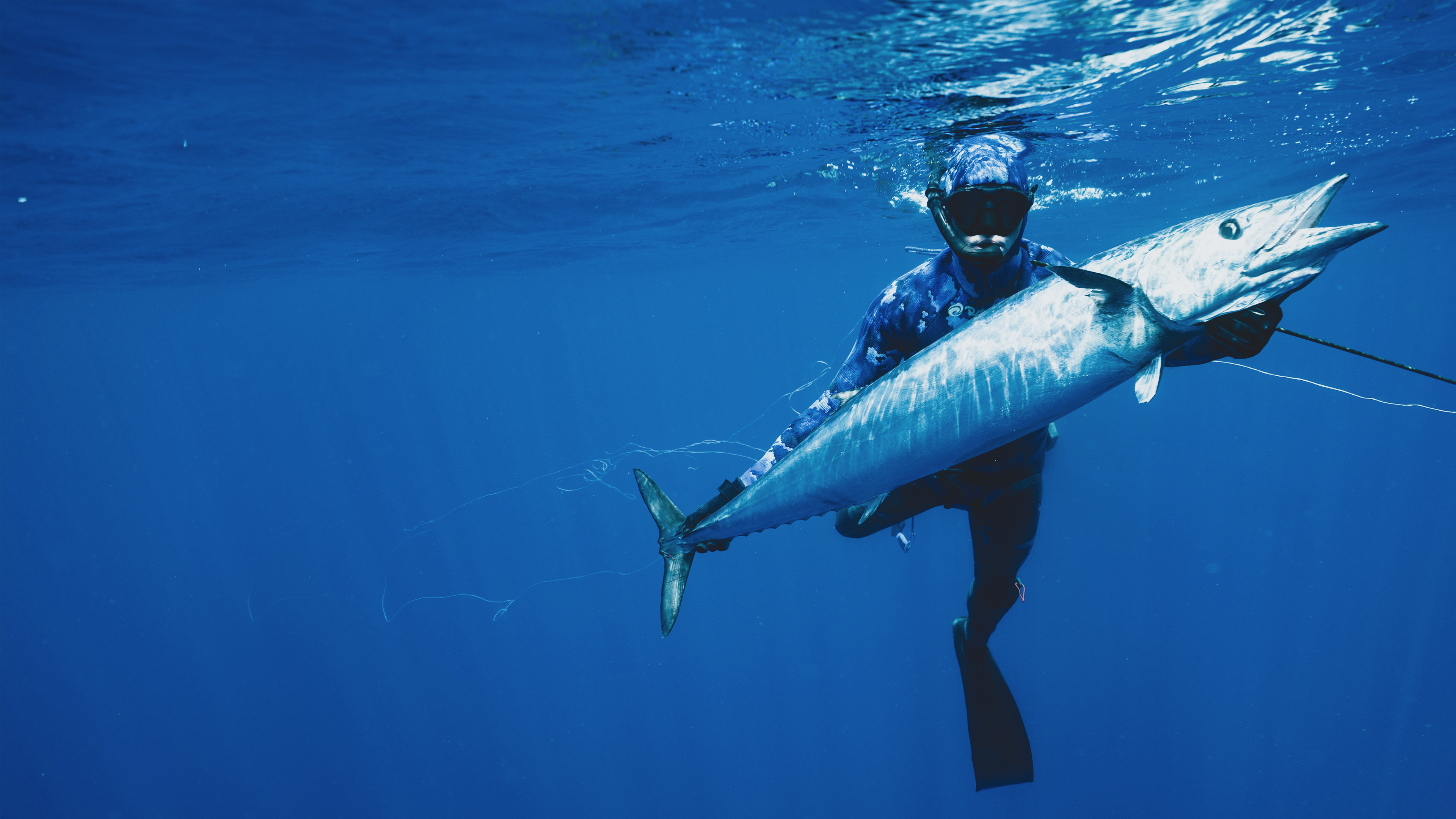 Shark Vs. Tuna