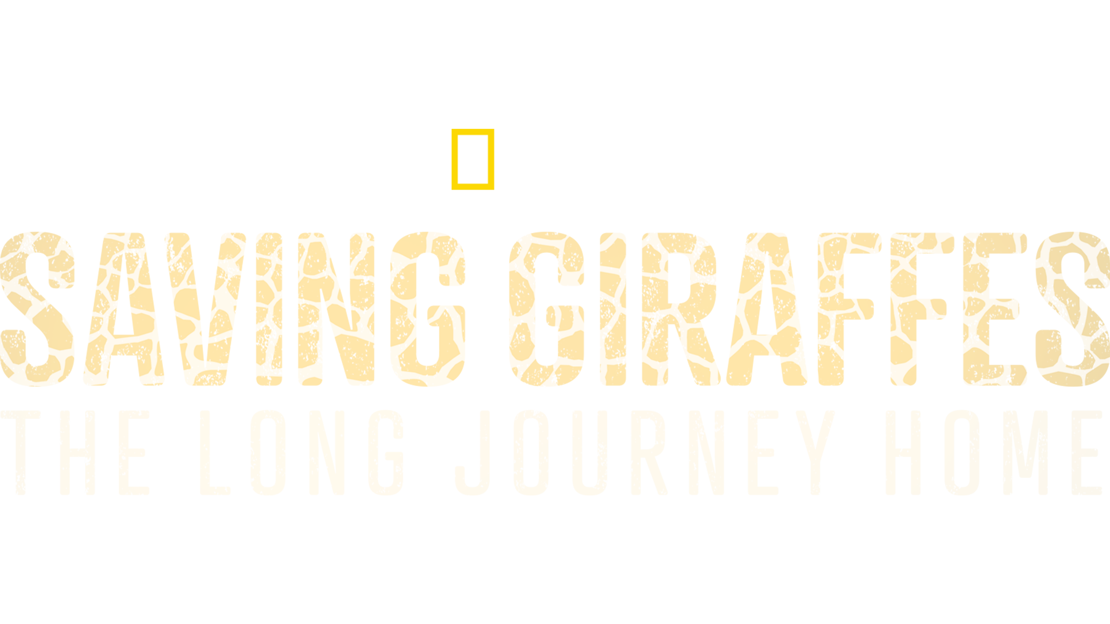 Saving Giraffes: The Long Journey Home