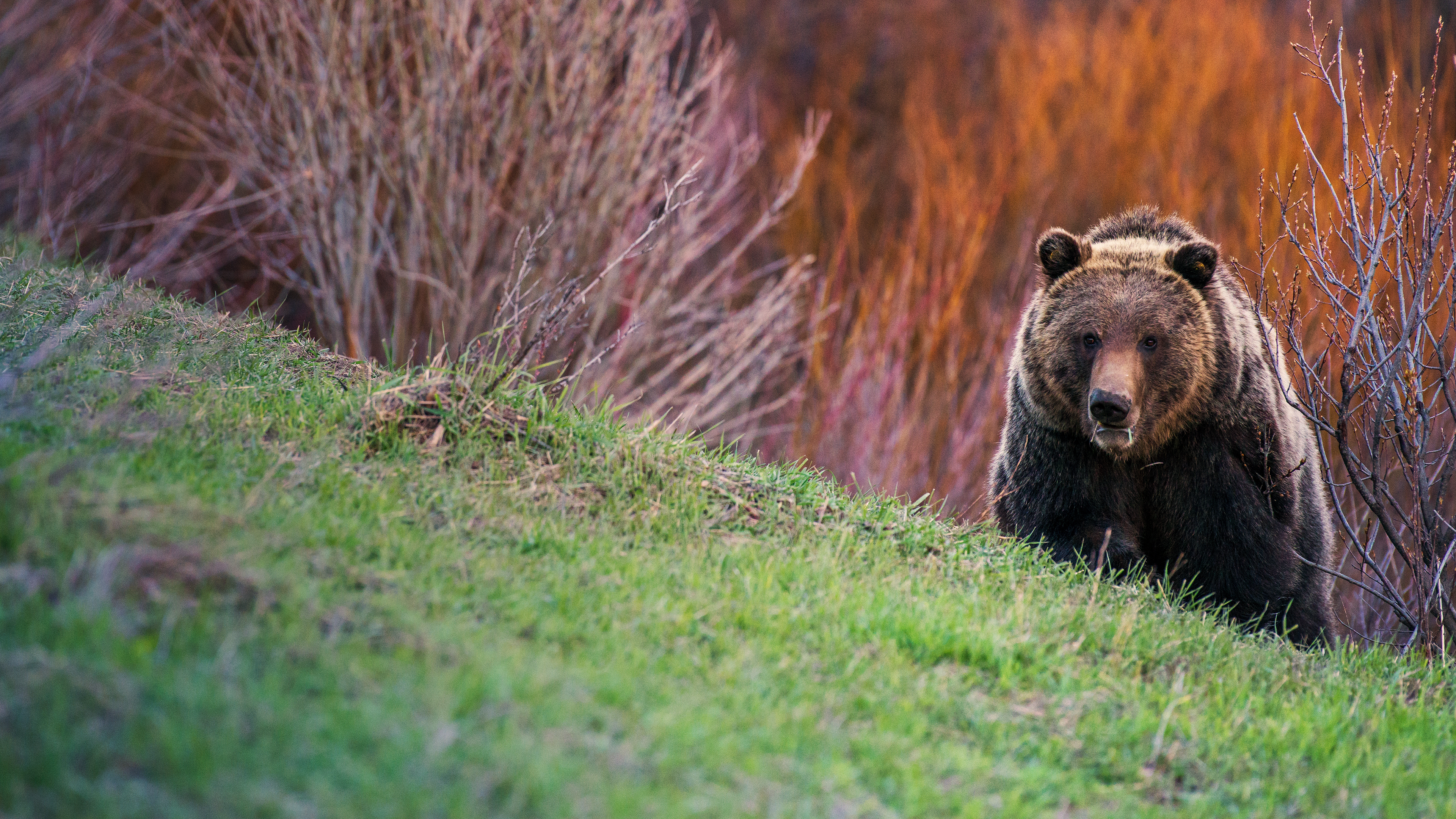 Wild Yellowstone