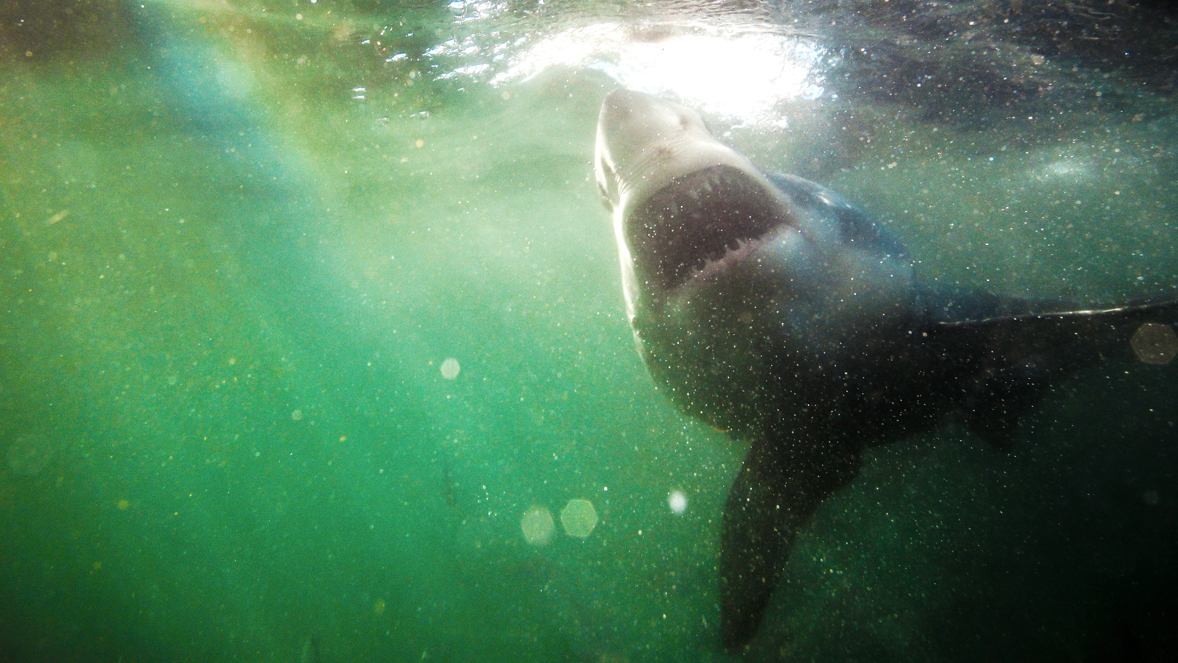 Shark vs. Surfer