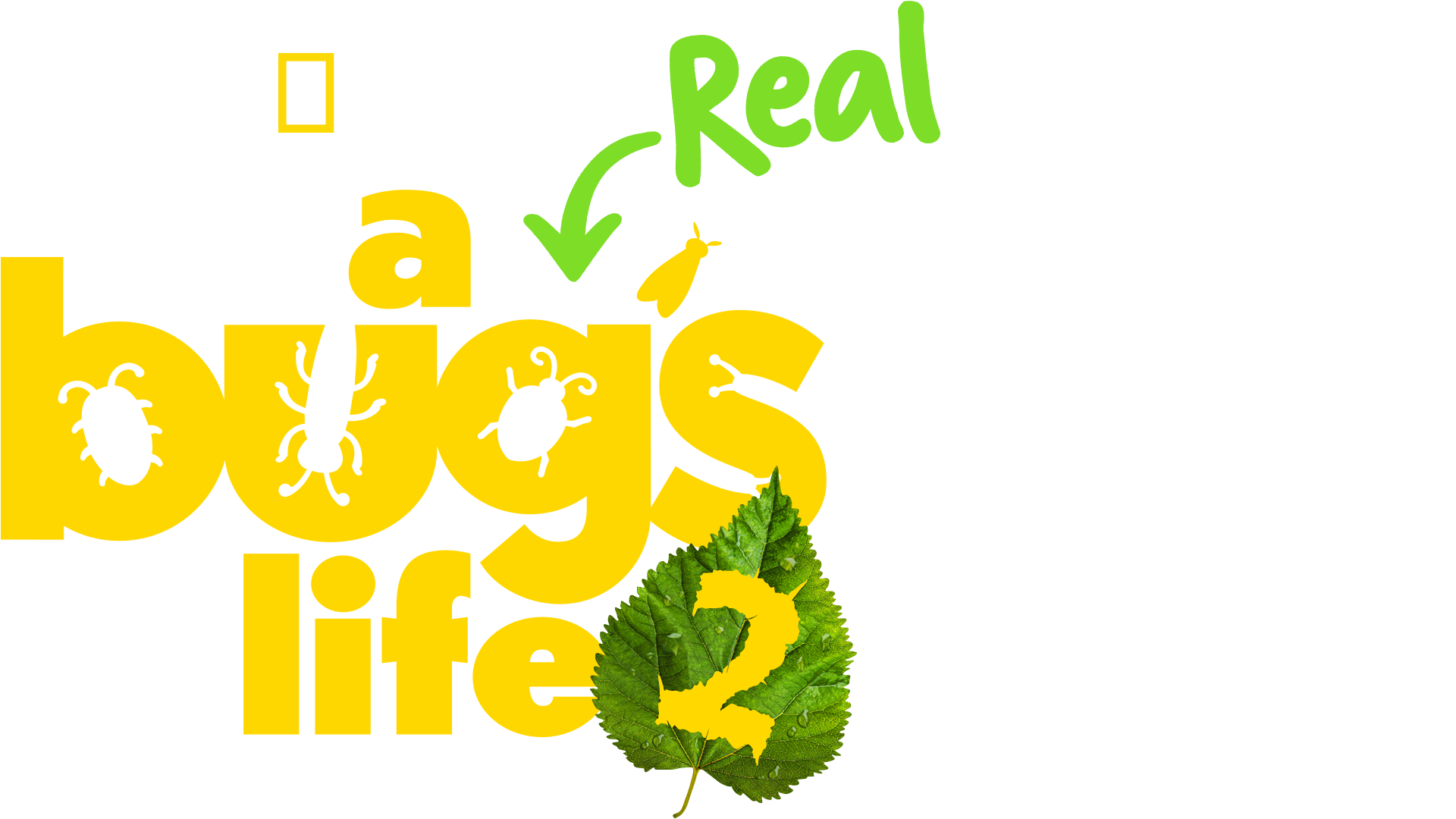 A Real Bug's Life