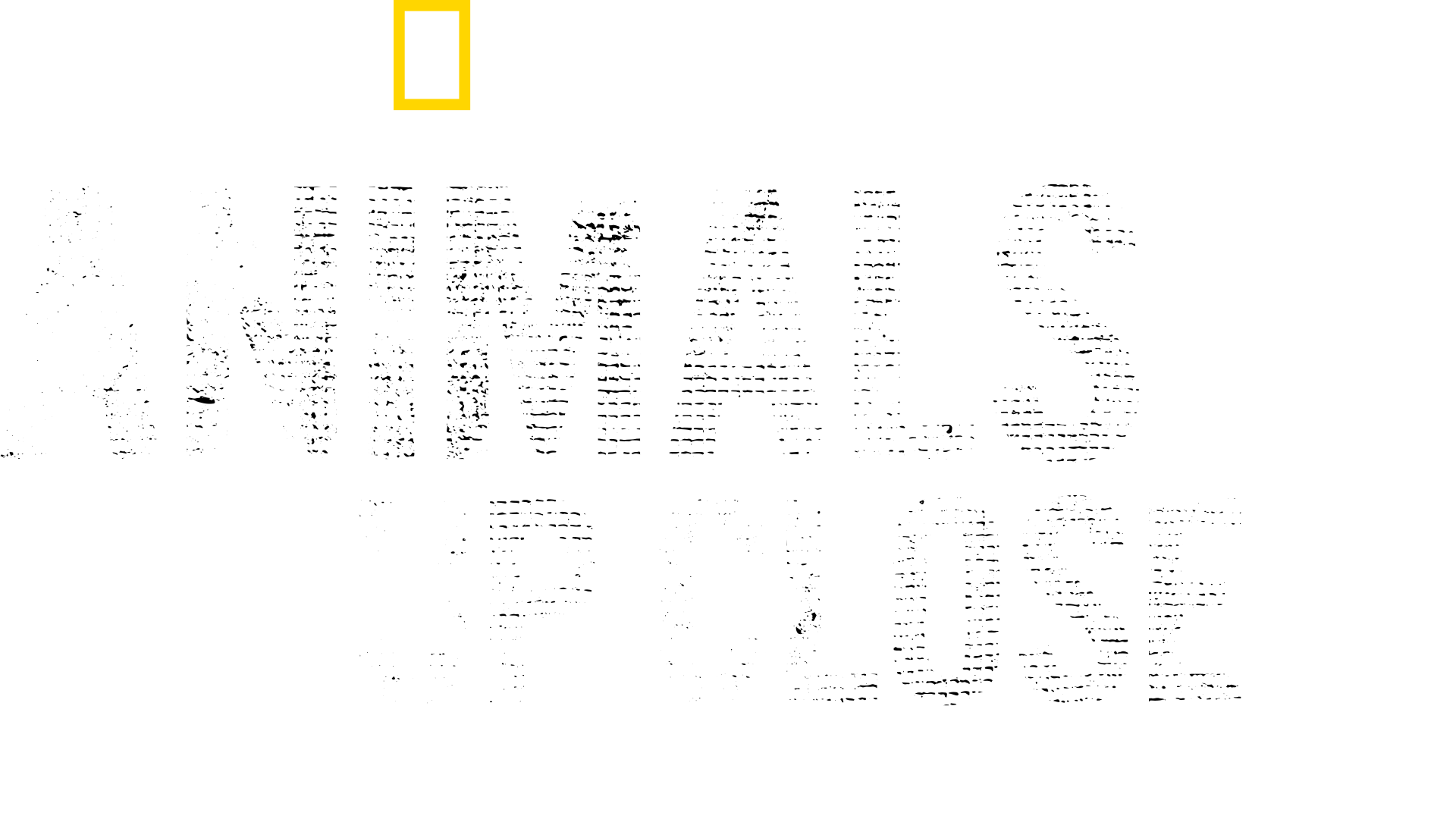 Animals Up Close with Bertie Gregory