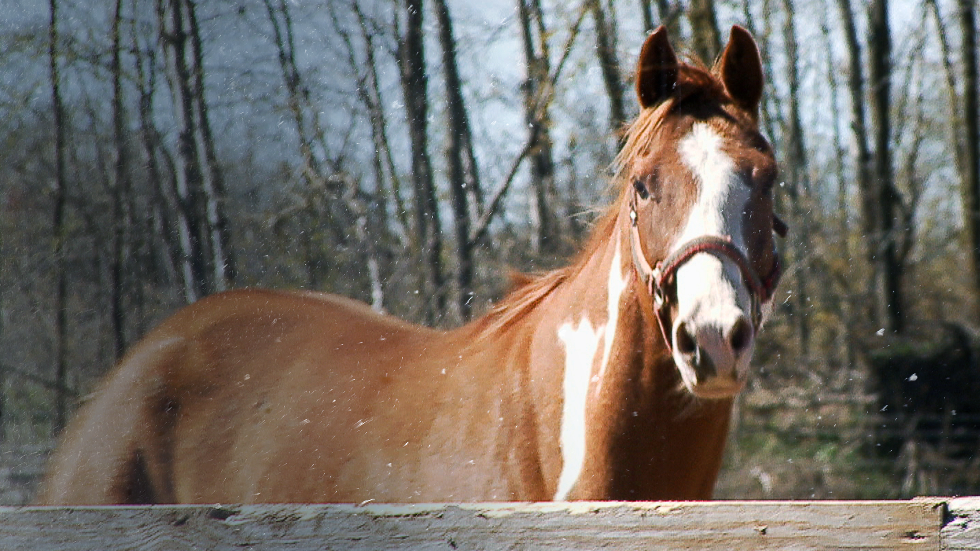 The Incredible Dr. Pol: Jingle Pols