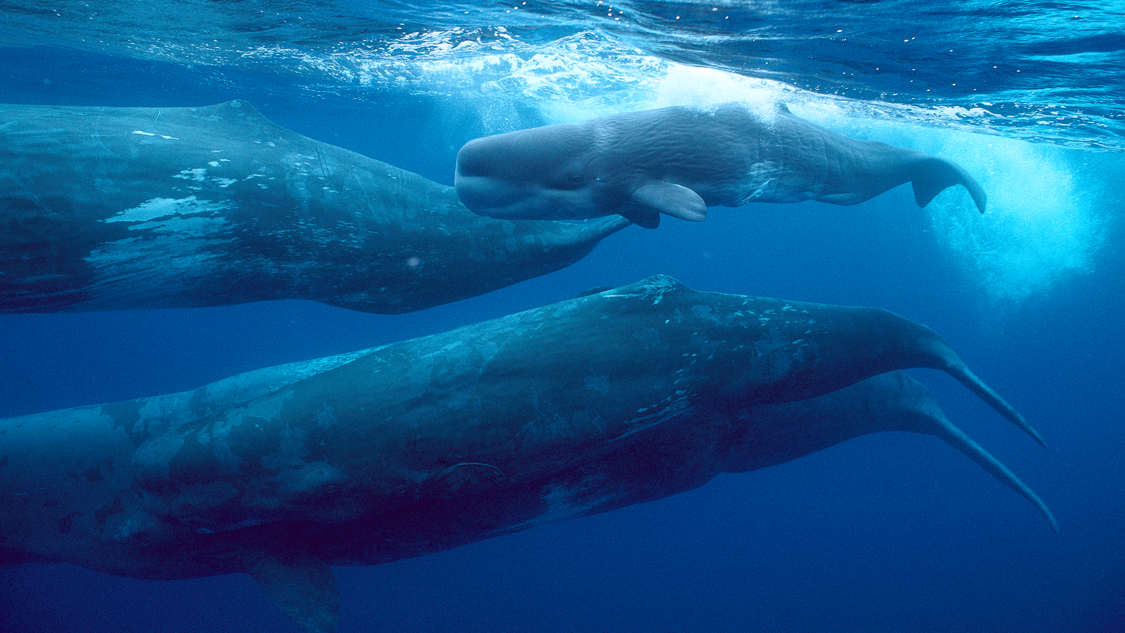 Giants of the Deep Blue