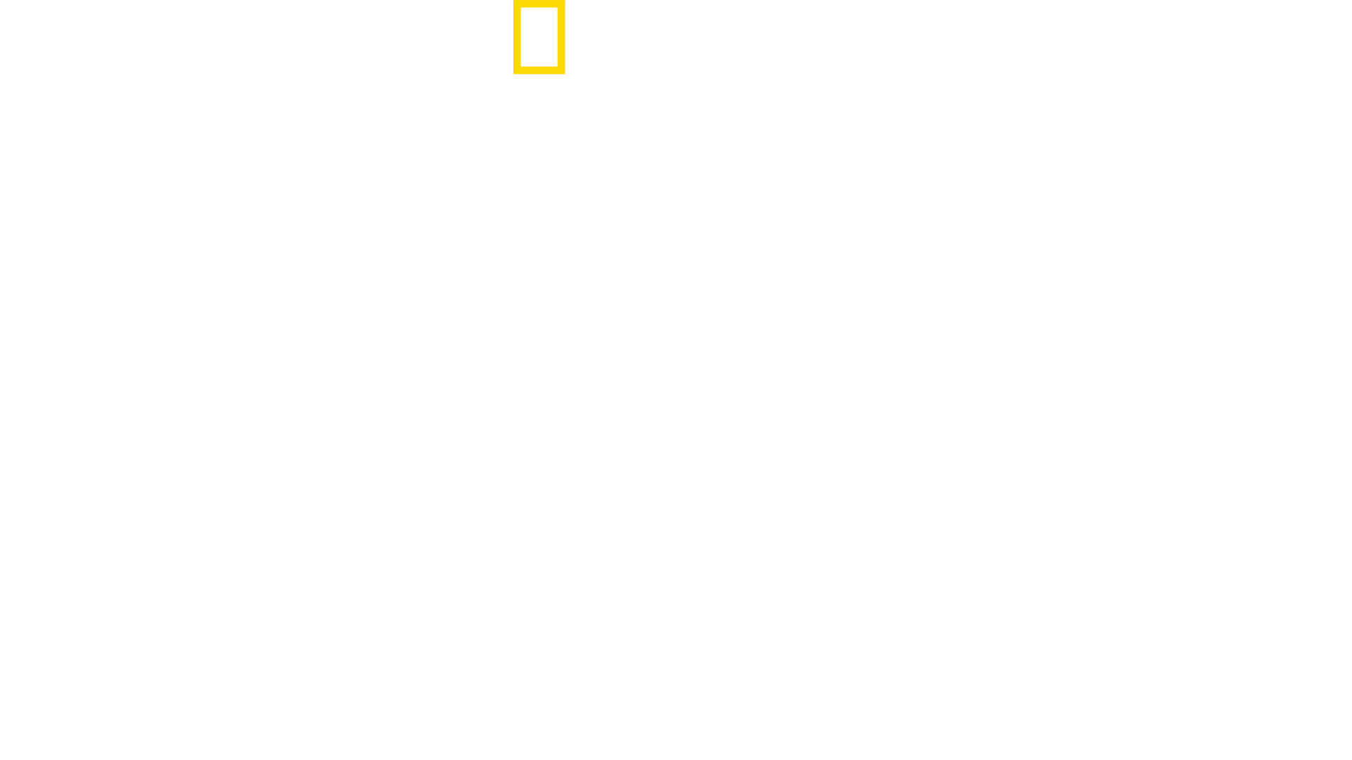 Rogue Shark?