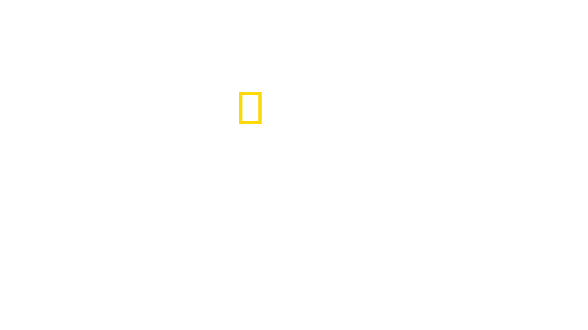 The Nightcrawlers