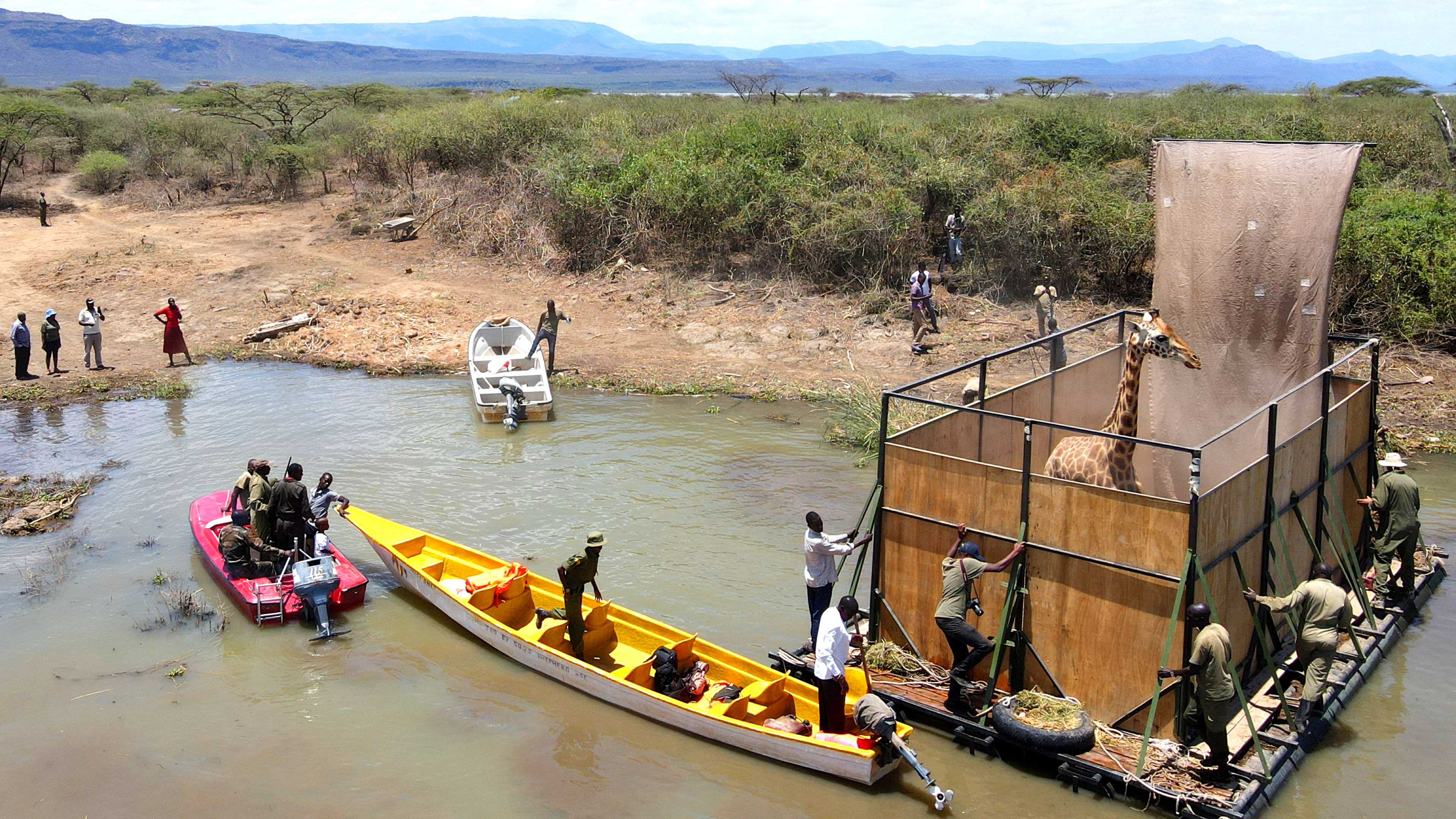 Saving Giraffes: The Long Journey Home