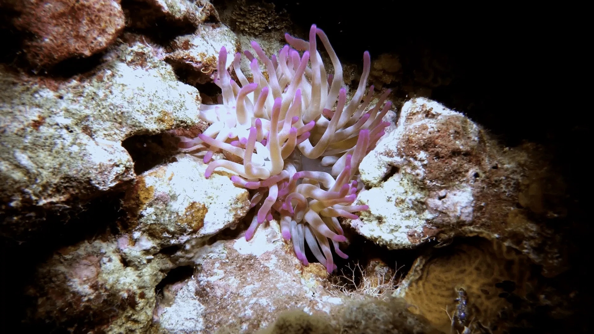 thumbnail - S1:E2 Venomous Sea Flower