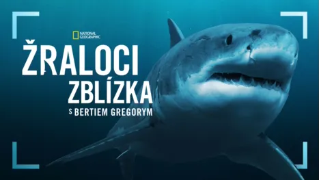 thumbnail - Žraloci zblízka s Bertiem Gregorym