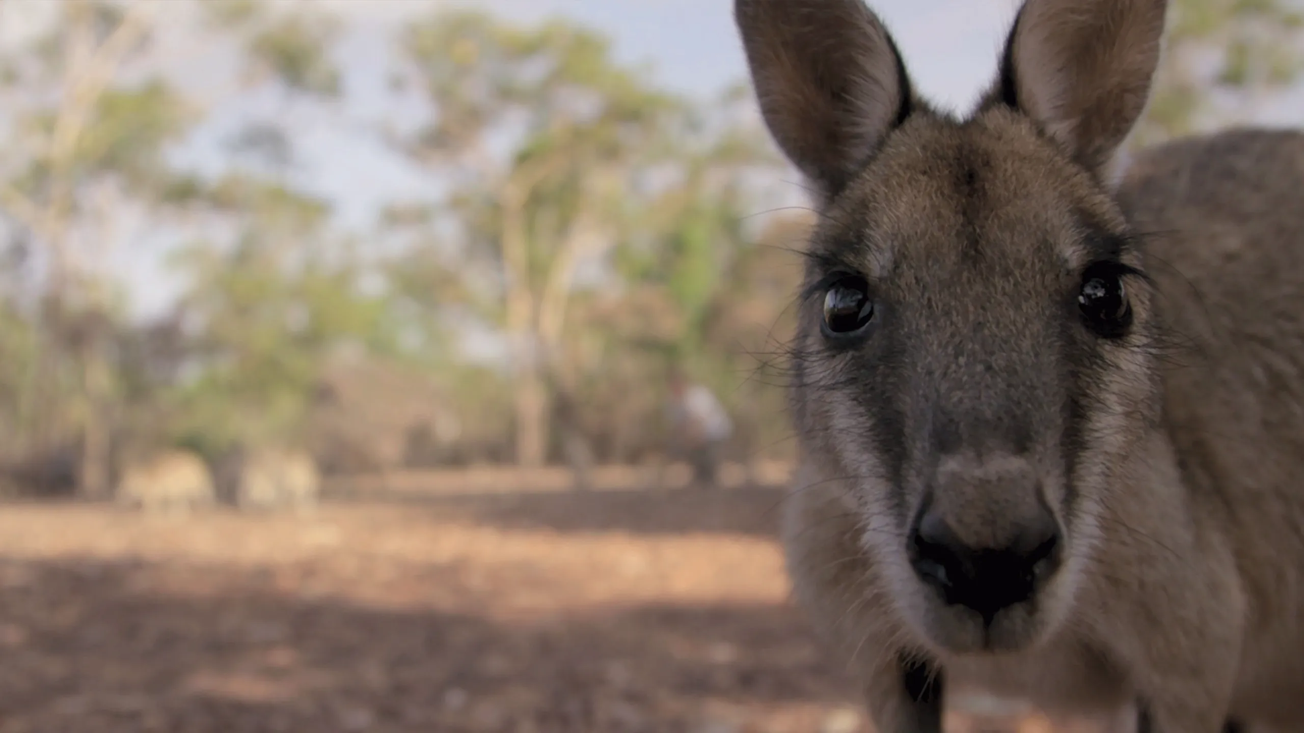 thumbnail - S1:E3 Rescuing a Baby Kangaroo
