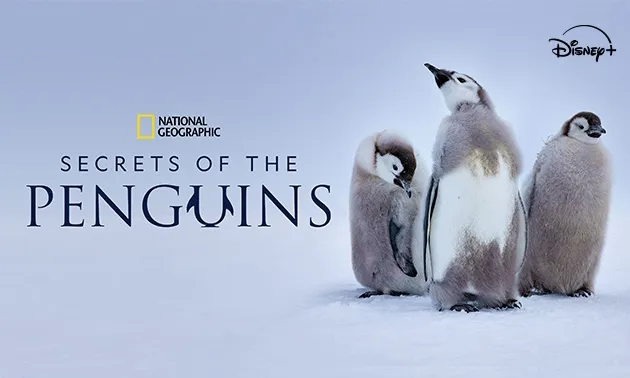 Secrets of the Penguin