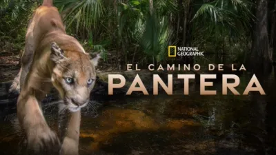 thumbnail - Path of the Panther