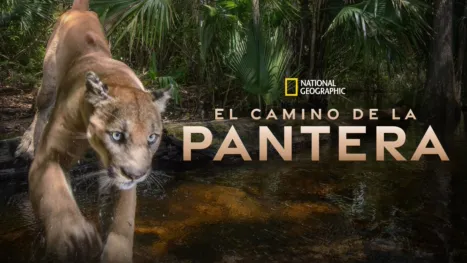 thumbnail - El camino de la pantera
