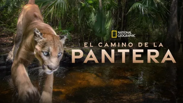 thumbnail - Path of the Panther