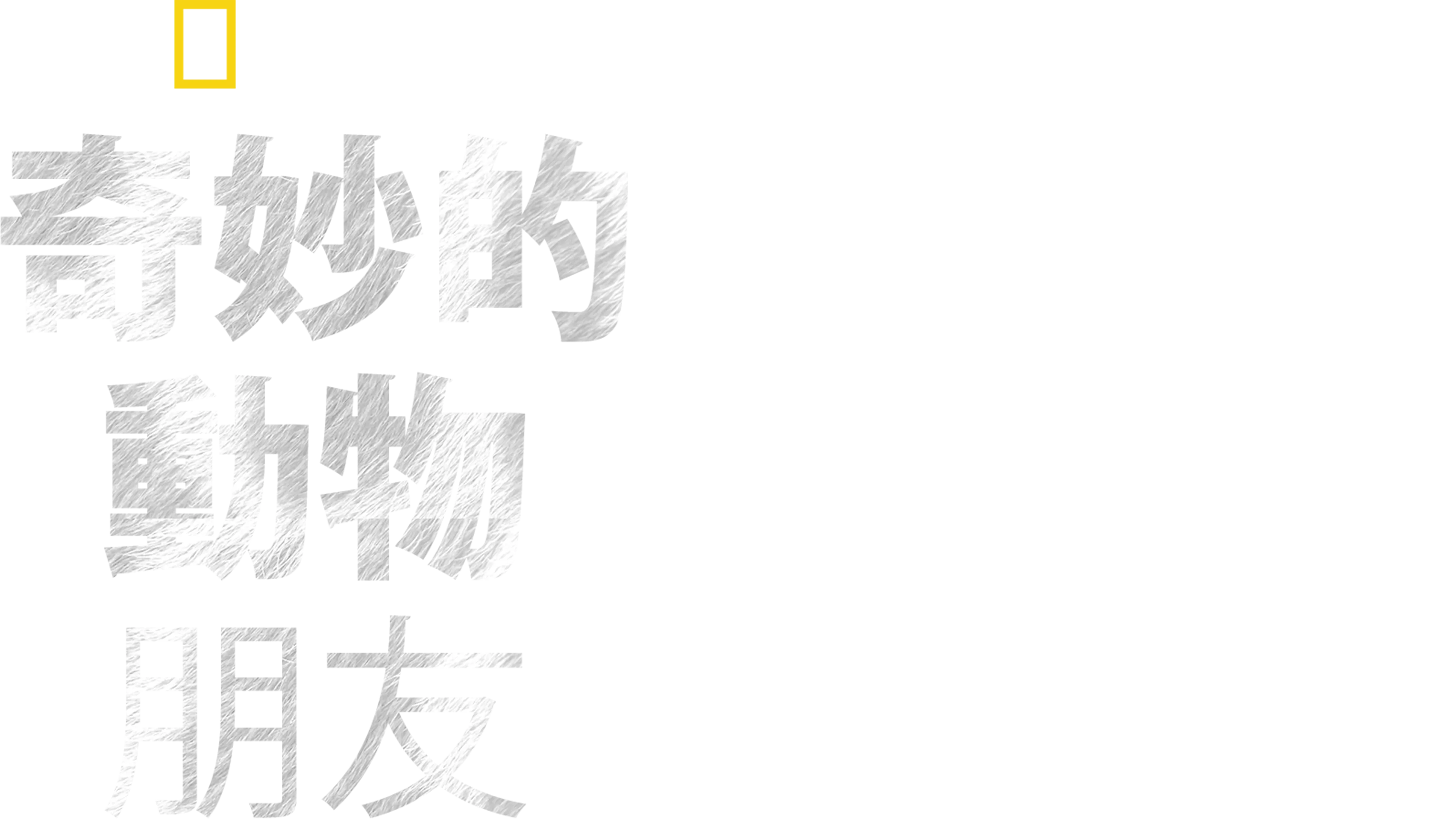奇妙的動物朋友