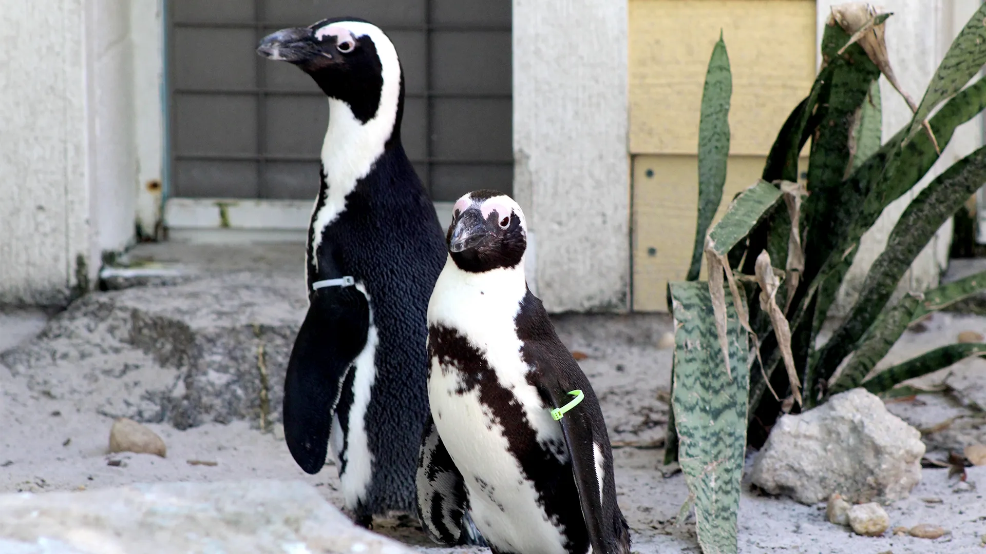 thumbnail - S3:E9 Penguin Shuffle