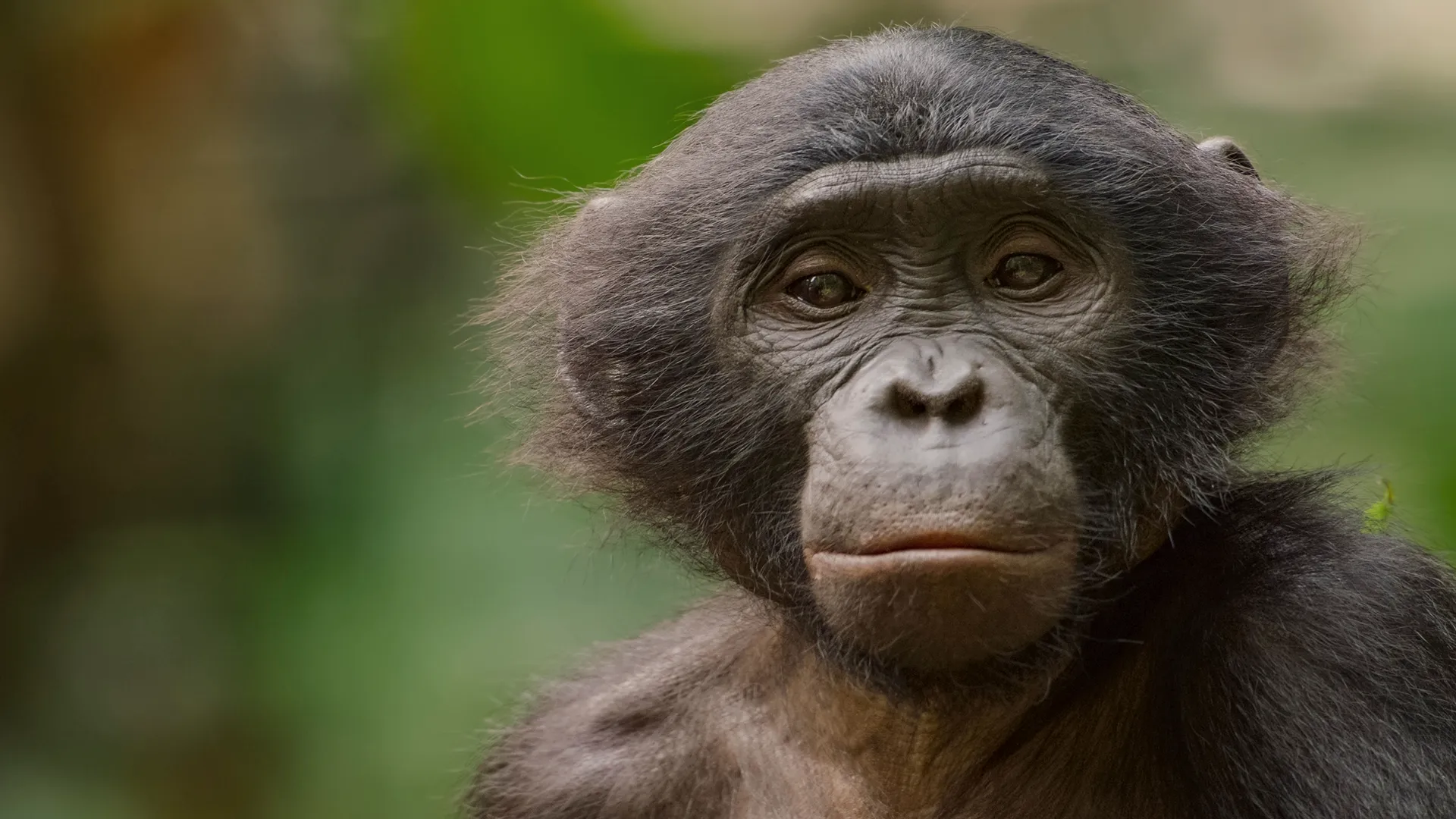 thumbnail - S1:E2 Rainforest Queens