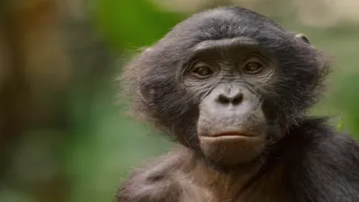 thumbnail - S1:E2 Rainforest Queens