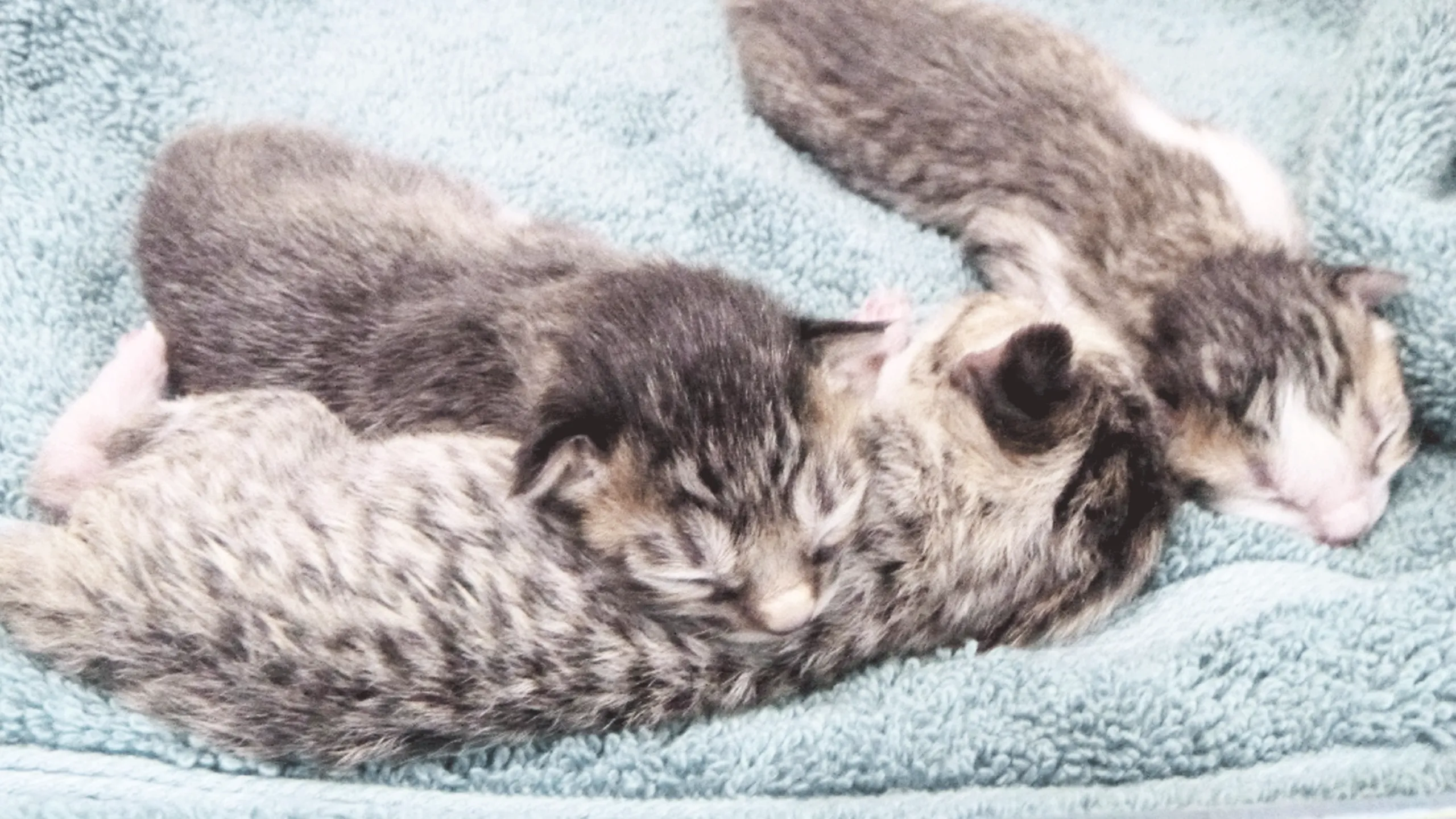 thumbnail - S1:E6 A Litter of This, A Litter of That
