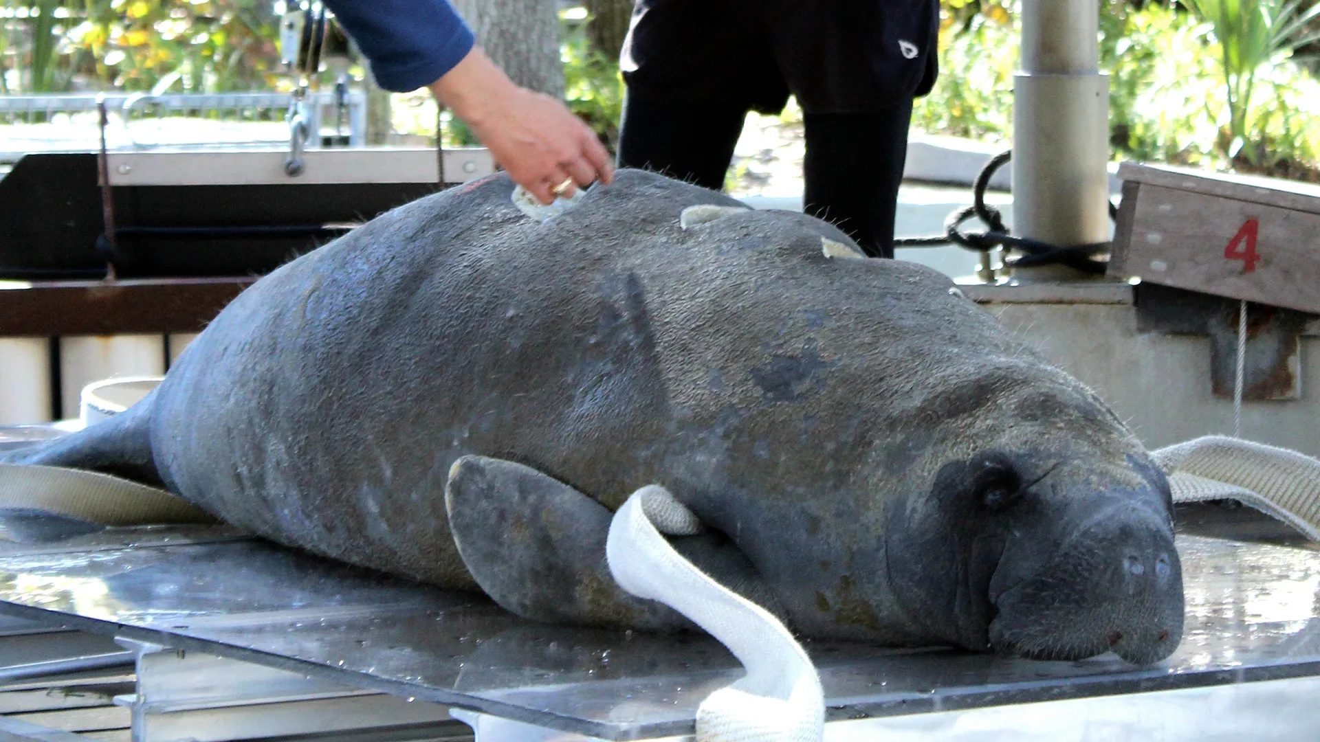 thumbnail - S3:E7 Manatee Rescue Squad