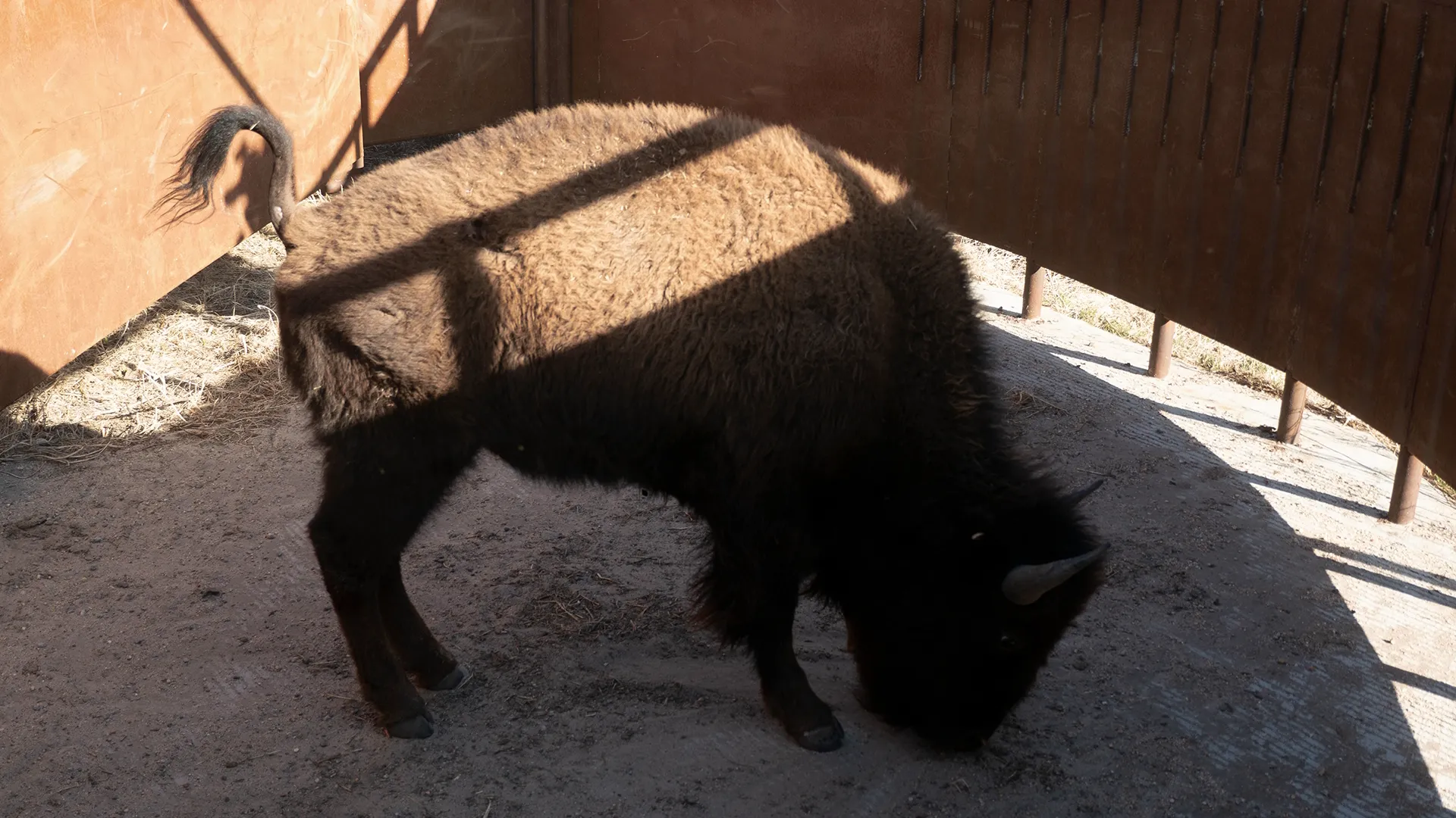 thumbnail - S2:E5 Bring On The Bison!
