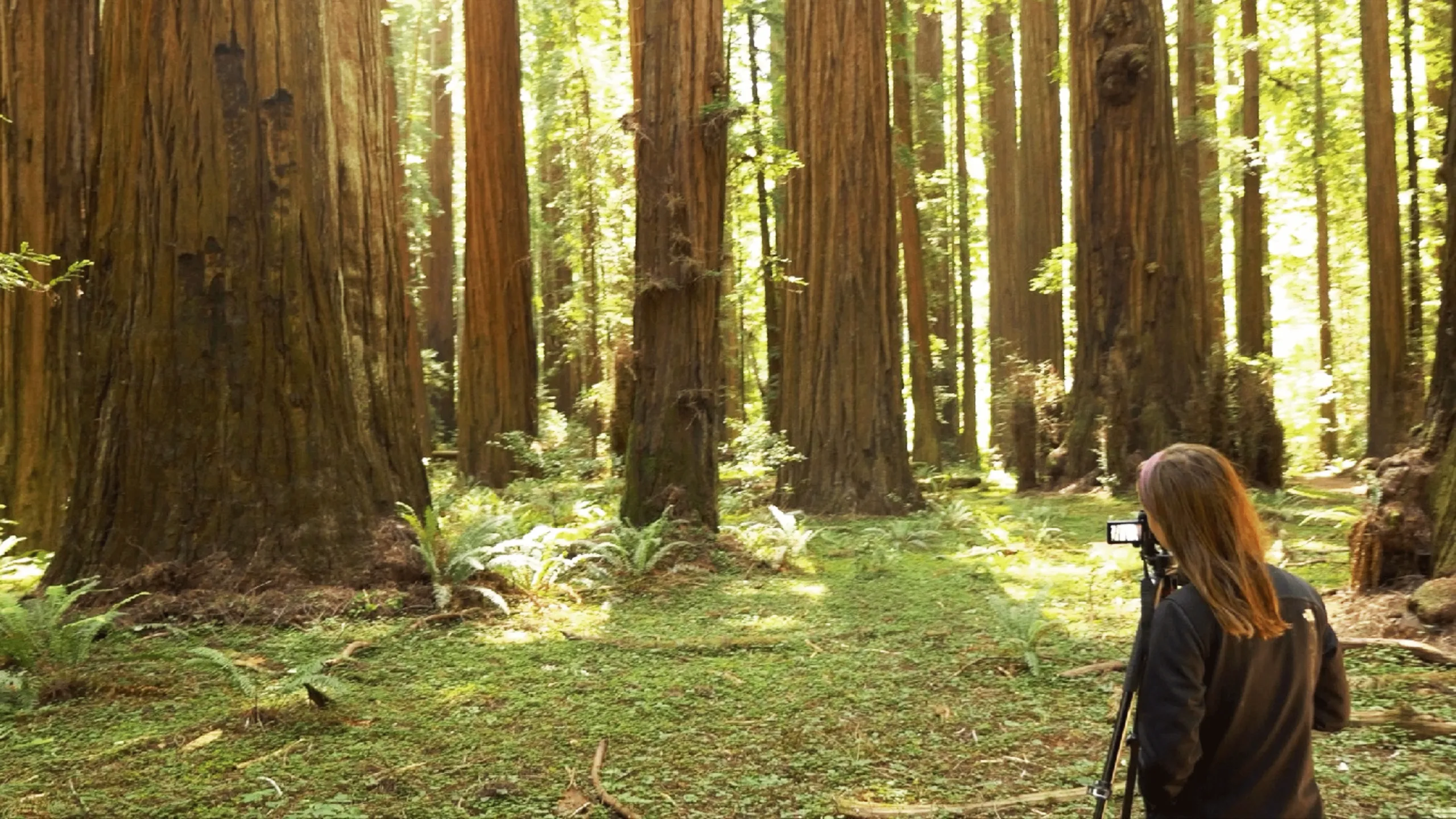 thumbnail - S1:E3 Coastal Redwoods vs. Giant Sequoias