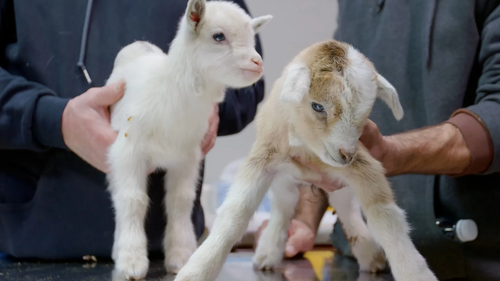 thumbnail - S2:E3 Don't Rock The Goat