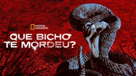 thumbnail - Que Bicho te Mordeu?