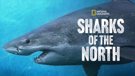 thumbnail - Sharks of the North