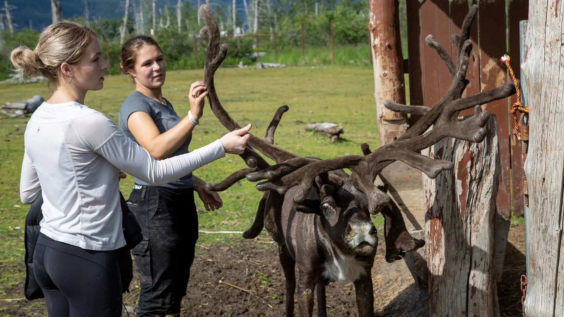 thumbnail - S9:E3 Very Hungry Reindeer, The