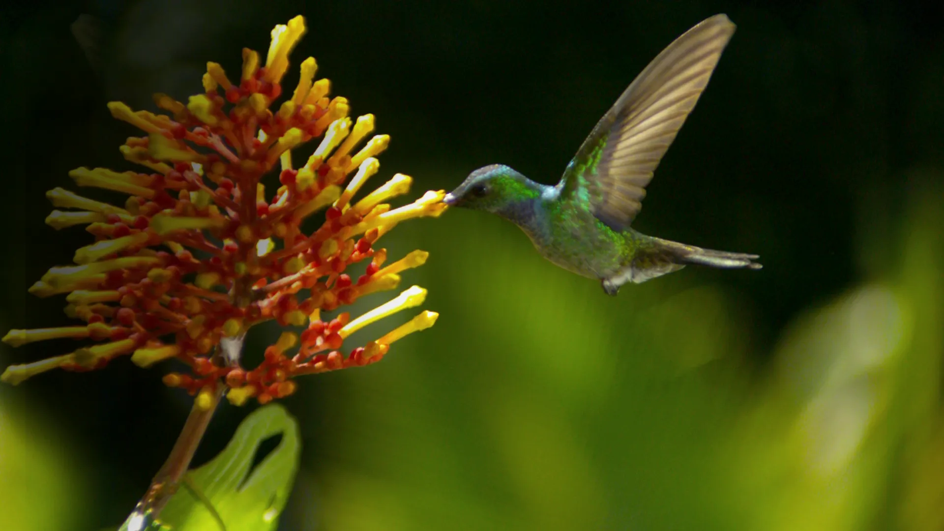 WINGS OF LIFE (AKA: POLLEN)