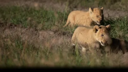 Born Wild: The Next Generation