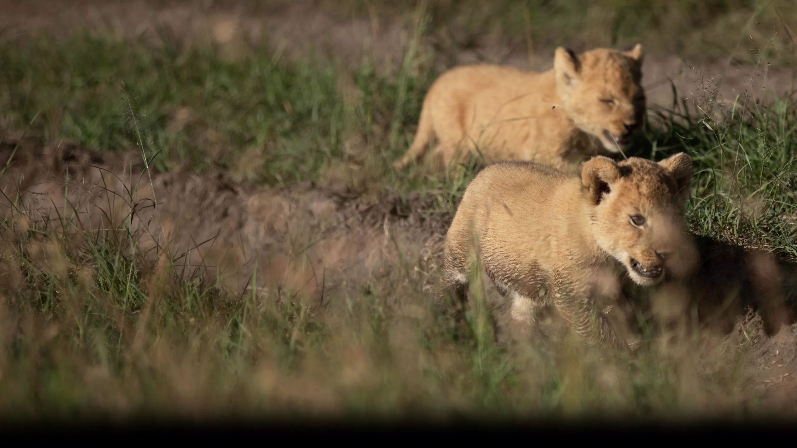 Born Wild: The Next Generation