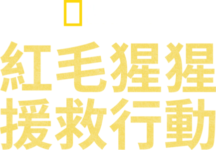 紅毛猩猩援救行動