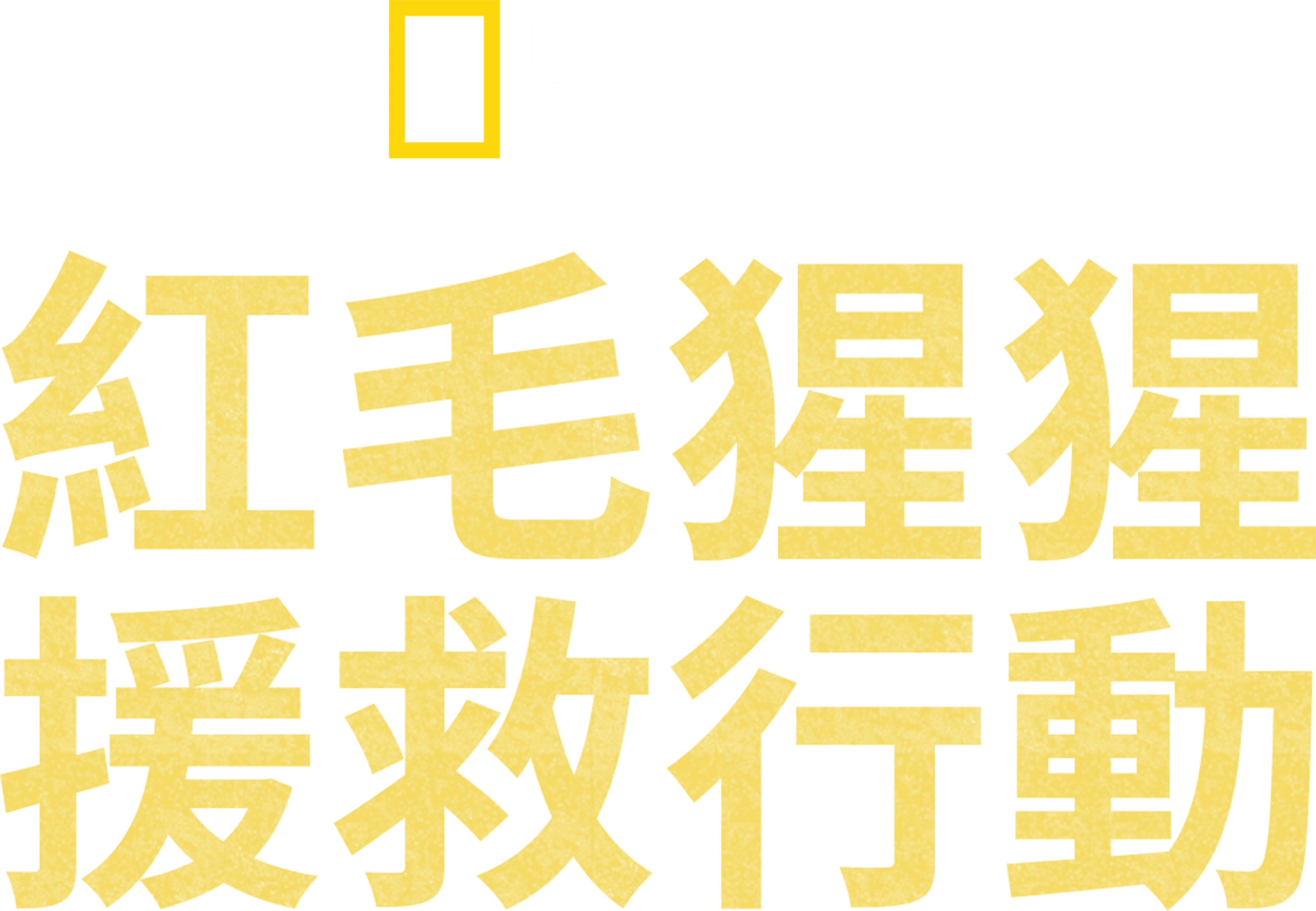 紅毛猩猩援救行動