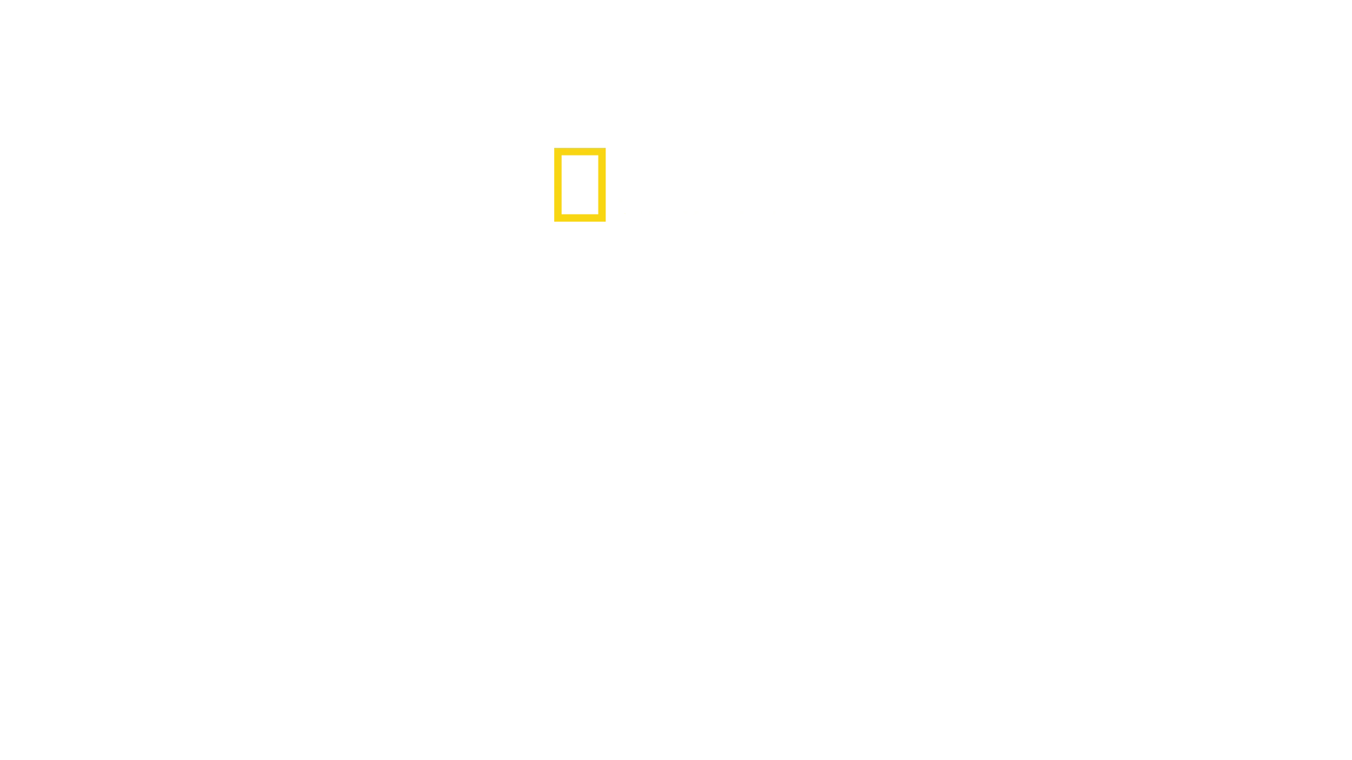 Dünyanın En Büyük Çekiç Başlı Köpekbalığı