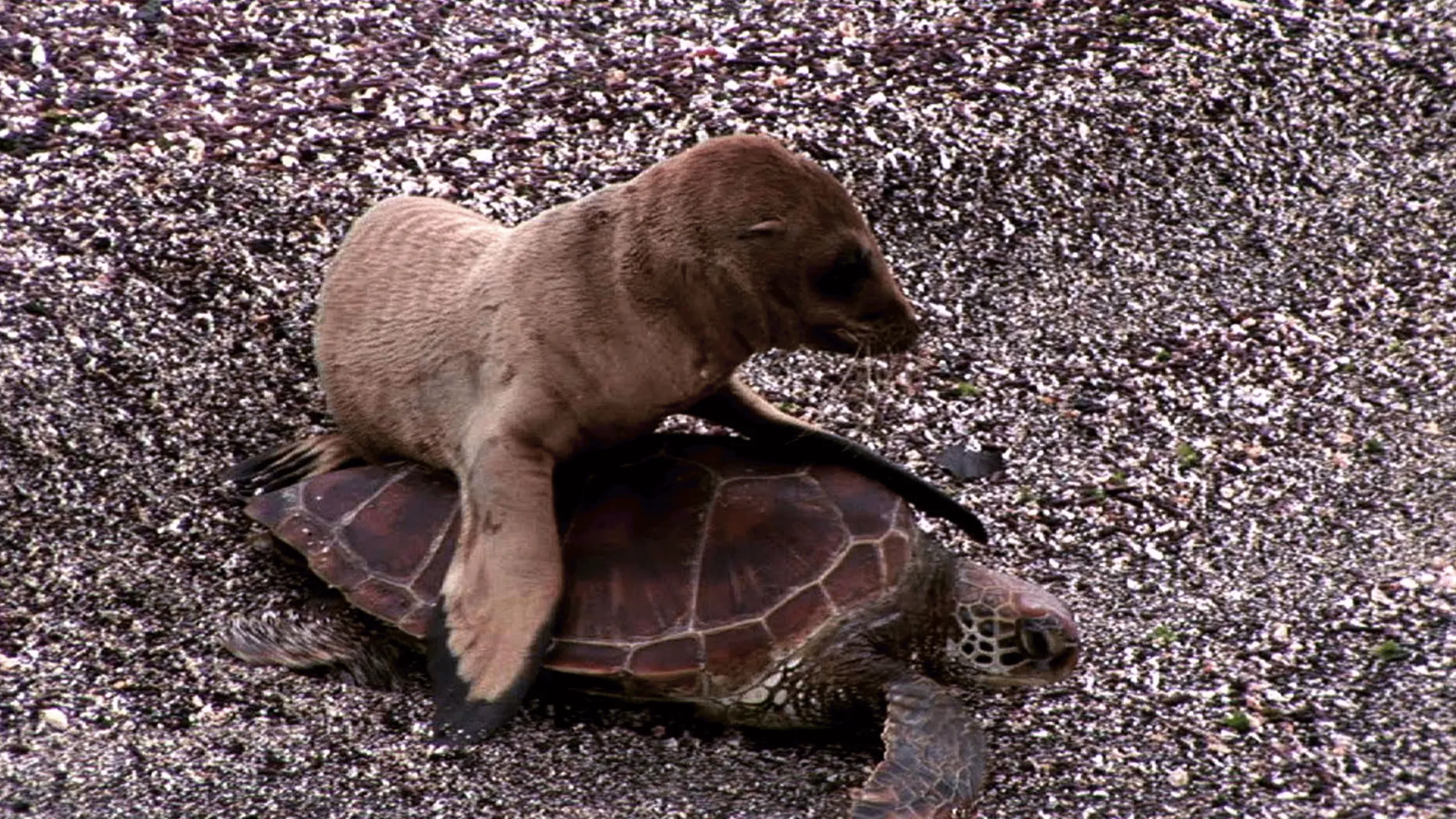 thumbnail - S1:E2 Seal Riding on a Turtle feat. Parry Gripp