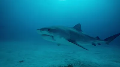 thumbnail - S2:E1 Stealth Hunters