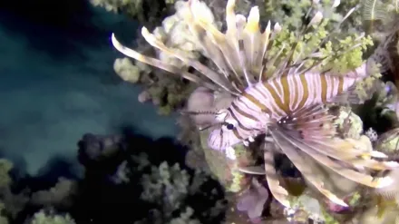 Coral Reef 3D: Magic of the Indo Pacific