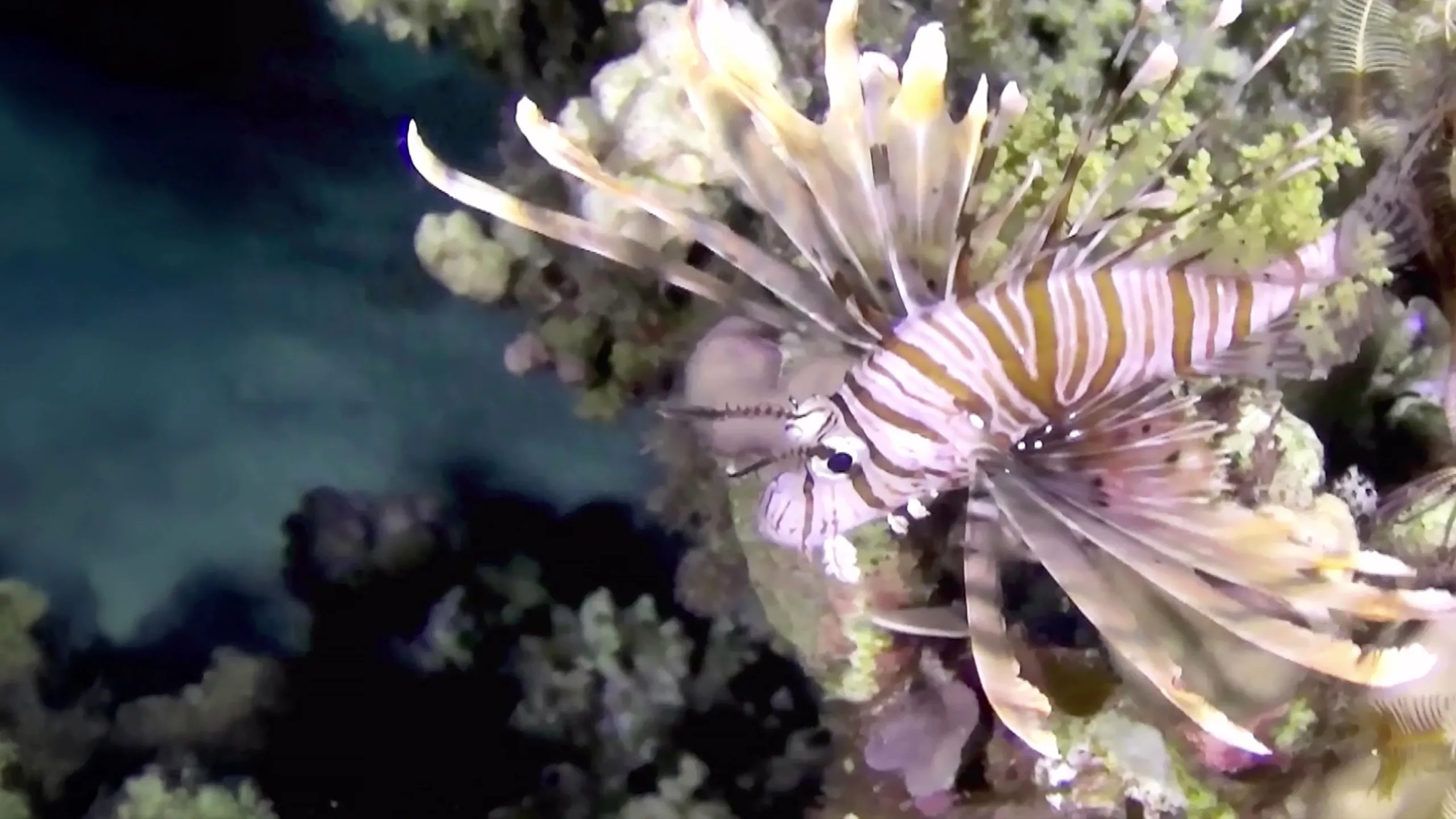 Coral Reef 3D: Magic of the Indo Pacific