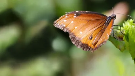 Flight of the Monarch Butterfly