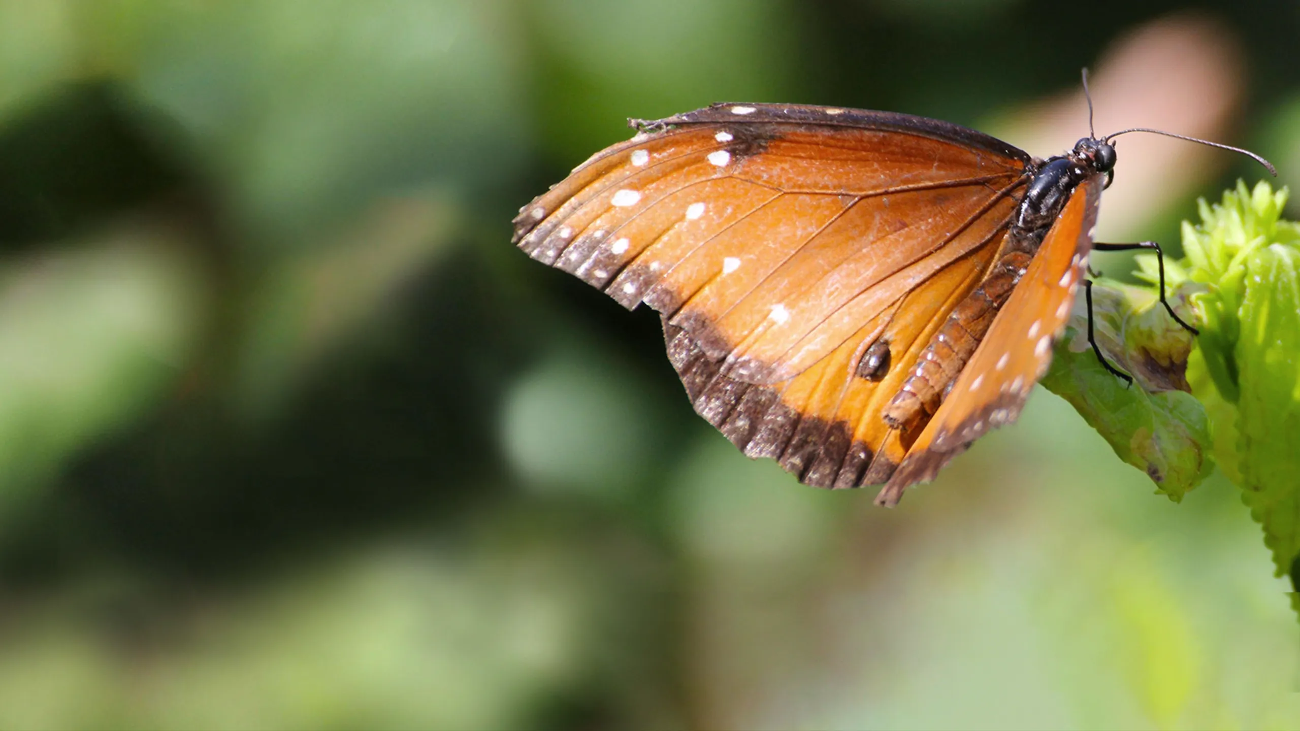Flight of the Monarch Butterfly